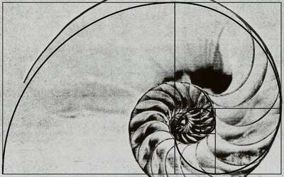 Image of a nuatilus with golden ratio pattern overlaid