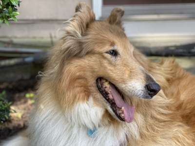 Close-up photo of Tillie