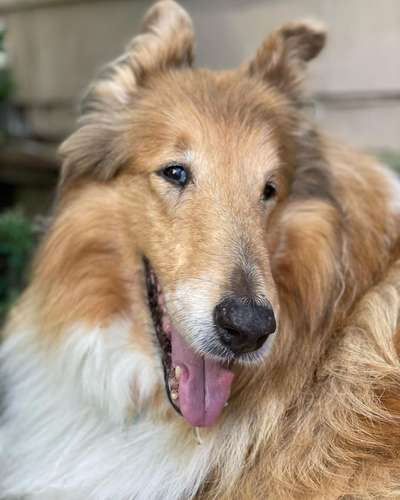 Close up image of Tillie's face