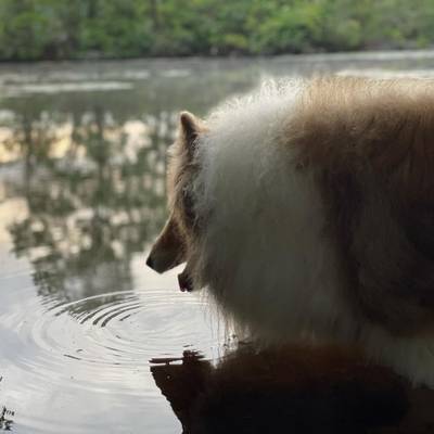 Tristan in the reservoir