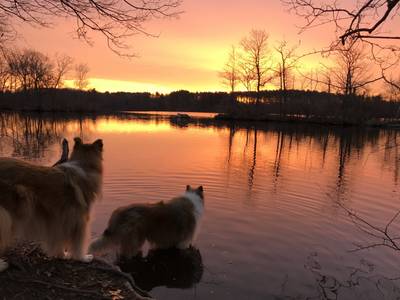 Tristan and Tillie by the reservoir at sunrise